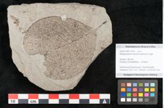 Foto (Objekt + Etikett) von Malpighiastrum byrsonimaefolium Unger (NHMW-GEO-2024-0188-11433)
